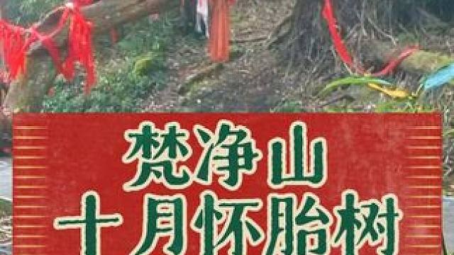 梵净山十月怀胎树，您见过吗？