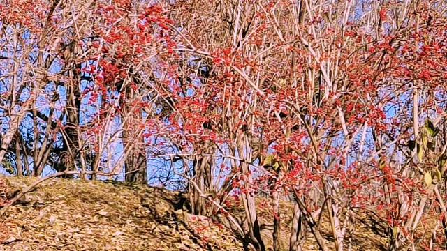 人生处处是旷野