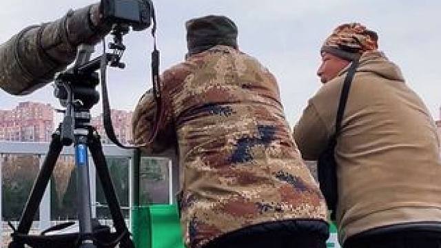 冬日的金水湖畔，卷羽鹈鹕的到来如同一幅生动的画卷。它们优雅的身影在湖面上翩跹起舞，为这片宁静的水域增