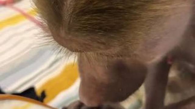 宠物狒狒照镜子 #抖音看世界 #神奇动物在抖音 #国外视频分享 #奇妙的动物 #宠物