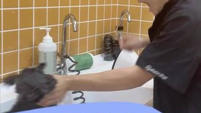 日常洗护 宿敌蓝猫 微笑面对