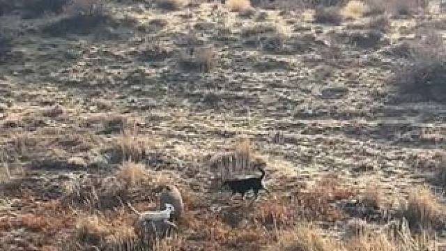 猎狗大战野猪 #抖音看世界 #神奇动物在抖音 #国外视频分享 #野生动物零距离 #奇妙的动物