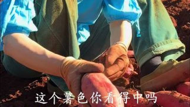 今天下午两点十八分，在普者黑蜜薯基地开启首场直播 期待您来到直播间#不见不散 #高原蜜薯 #优质农产