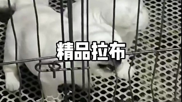 狗狗