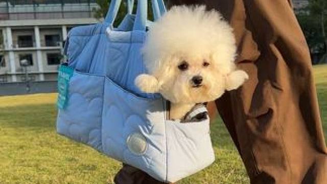 小狗的快乐很简单 #比熊 #万物可爱计划 #宠物出道计划