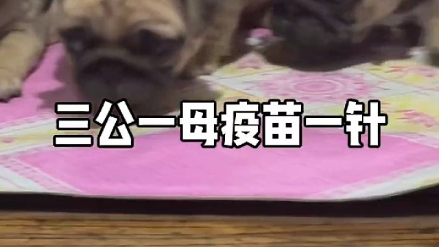 我的主人在哪里