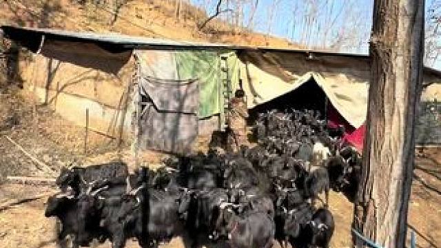 在沁水县大山里，偶遇羊群出圈……不要太壮观！#原生态乡村生活 #户外徒步旅行 #王先生走乡村 #农村