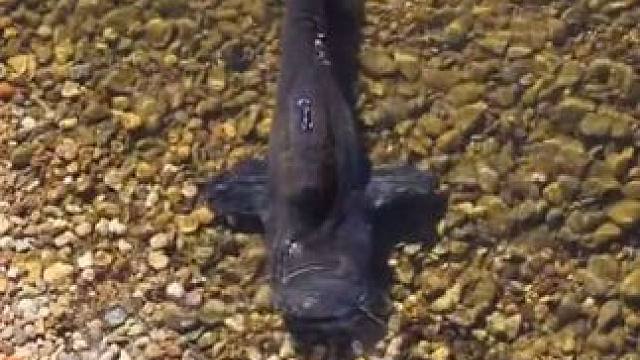 大鲶鱼袭击鸽子 #抖音看世界 #神奇动物在抖音 #国外视频分享 #奇妙的动物 #好大一条鱼