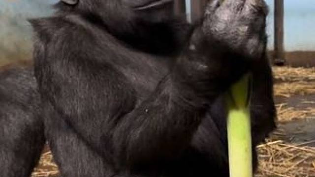 银背大猩猩吃大葱 #抖音看世界 #神奇动物在抖音 #国外视频分享 #奇妙的动物 #野生动物保护