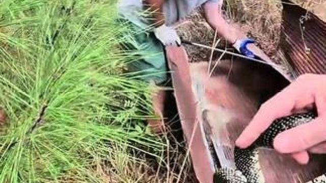 国外精神小伙开盲盒 #抖音看世界 #神奇动物在抖音 #国外视频分享 #专业操作请勿模仿 #奇妙的动物