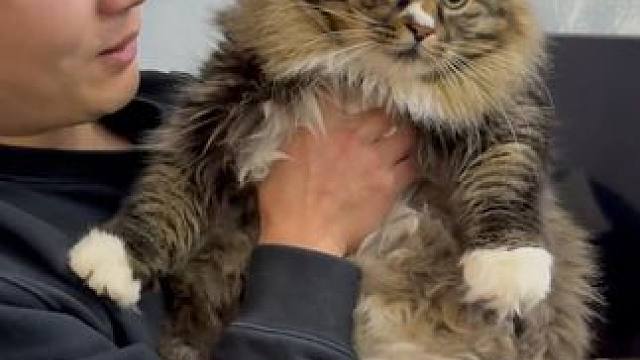 翻新一只巨型大海胆真是巨肥又话痨！