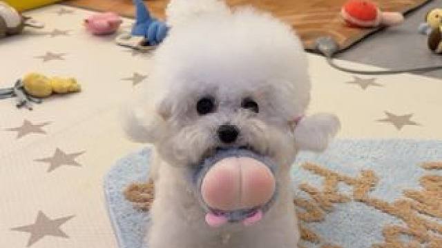 小狗的世界快乐就是这么简单 #比熊