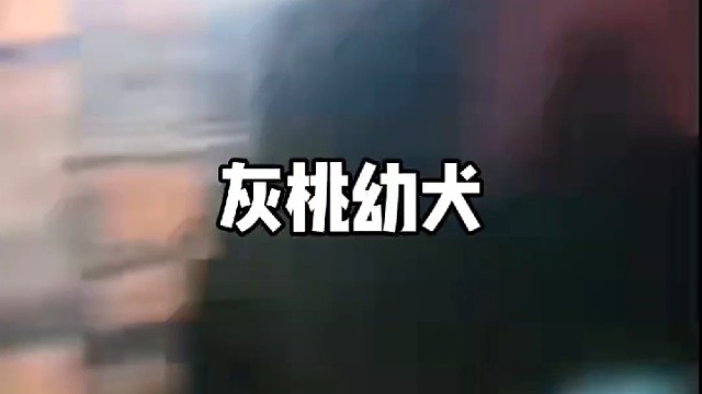 我是小灰桃