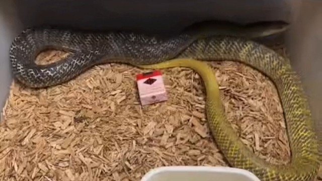 即将到家的黄尾森王