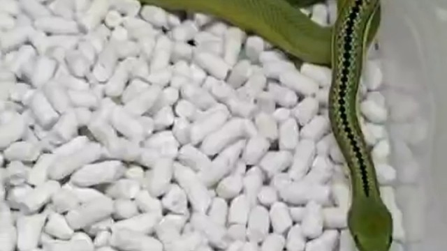 一对大苗老杂绿巴伦。