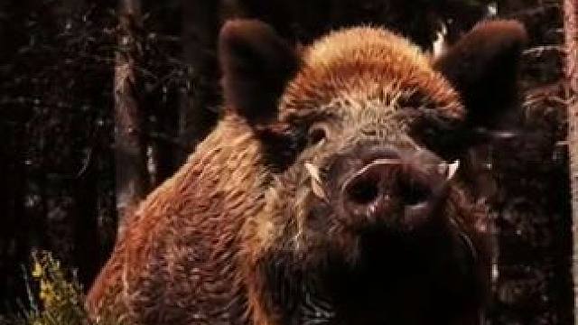 野猪王战斗力爆表 #抖音看世界 #神奇动物在抖音 #国外视频分享 #奇妙的动物 #野生动物零距离