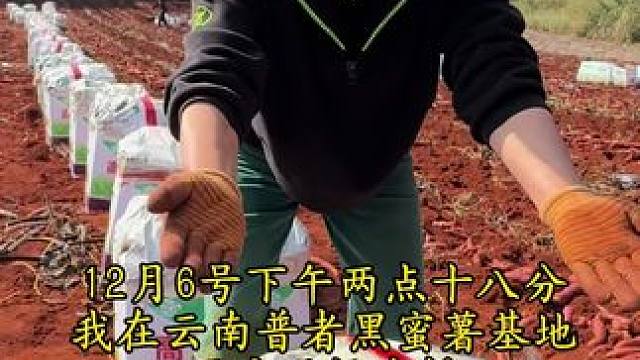 今天下午两点十八分在云南文山普者黑蜜薯基地现场直播，不见不散