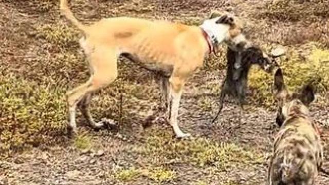 猎狗捕捉野兔 #抖音看世界 #神奇动物在抖音 #国外合法狩猎 #奇妙的动物 #宠物