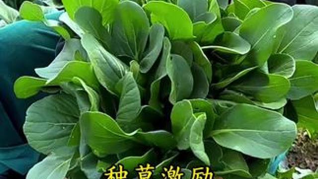 #种草激励计划 #与辉同行 #高原蜜薯 #强烈推荐 #源头好货