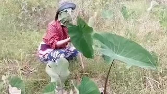 山卡卡里的农村大姐一部手机直播30天变现2000+新人首播一个小工具直接拿去用轻松开播#宝妈创业#新