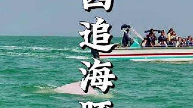 广西自驾还是太权威了，竟然可以开船追粉色海豚 #广西自驾游 #追海豚 #泉城自驾 #旅行推荐官 #钦
