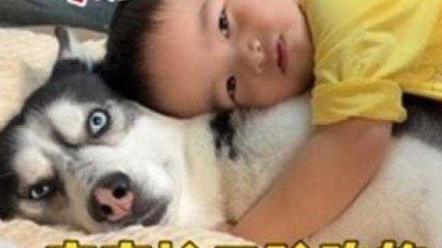 小宝宝从二哈嘴里抢吃的，二哈敢怒不敢言，独自躺在一边生闷气 #二哈 #哈士奇 #萌宠出道计划 #宠物