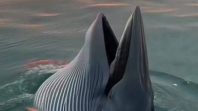 我无法告诉你肉眼所看到的震撼 镜头记录的远不及眼前的万分之一   #涠洲岛布氏鲸 #去看海 #日常分