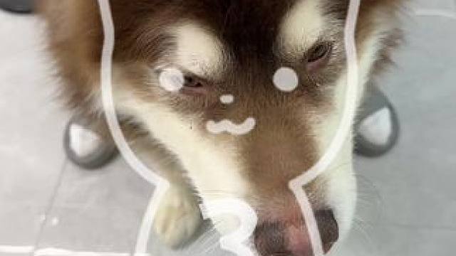 #谁能拒绝喵喵坐车摇 #抖音玩法合伙人计划 #全抖音寻找玩法合伙人