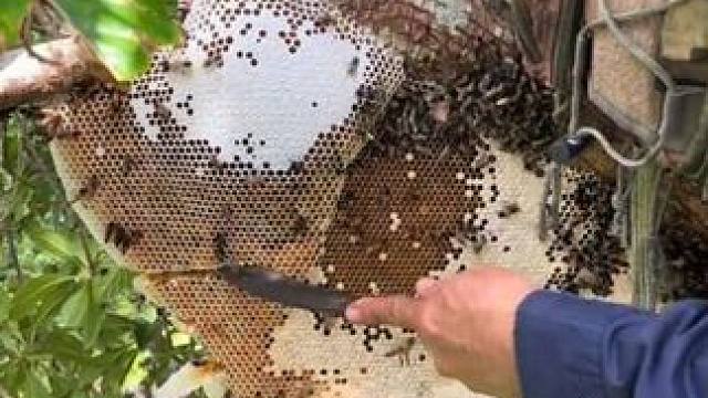 爬上大树采集野生蜂蜜 #抖音看世界 #神奇动物在抖音 #国外视频分享 #蜜蜂 #采蜂蜜