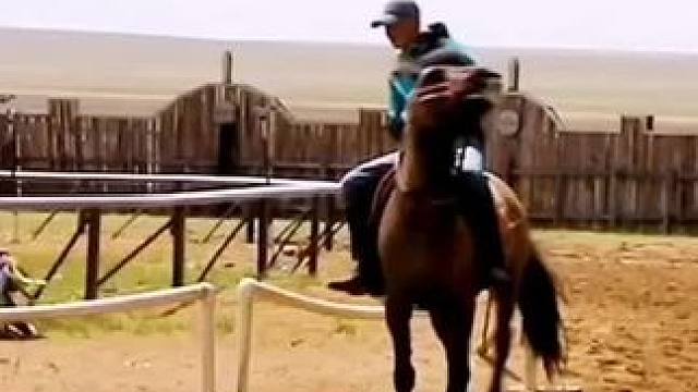 看清自己是谁，风有点大了，少说话吧！#马场日常 #马