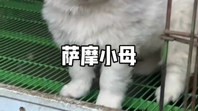 小萨摩