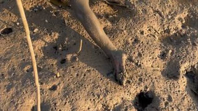 拳头那么大的洞你们见过吗？最后居然扣到一条斤货，真意外啊！#户外 #我的乡村生活