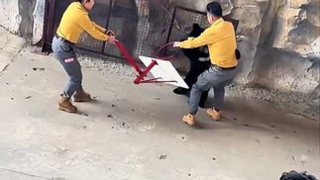 动物园黑熊发狂，一脚拌倒饲养员 #动物世界 #大型翻车现场 #黑熊