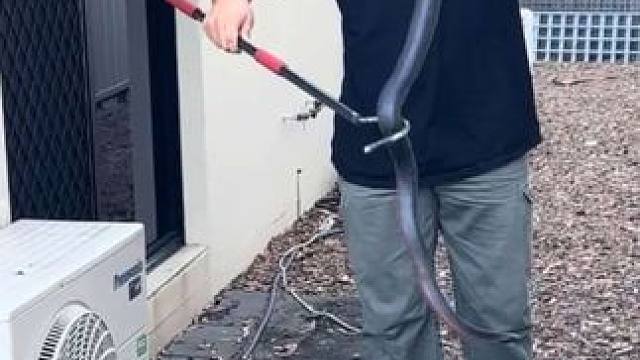 专业人士上门清理红腹黑蛇并放归野外 #抖音看世界 #神奇动物在抖音 #国外视频分享 #奇妙的动物 #