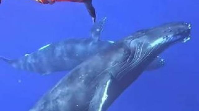 潜水员近距离观看座头鲸 #抖音看世界 #神奇动物在抖音 #国外视频分享 #野生动物零距离 #海洋生物