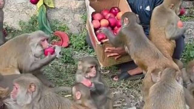 猴子吃苹果 #抖音看世界 #神奇动物在抖音 #国外视频分享 #野生动物保护 #猴子成精