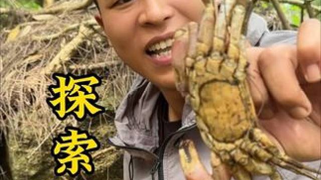 探索荒野 第一集｜荒野中的枯木里发现一窝的灵芝蟹#户外 #放心借 #放心借申请