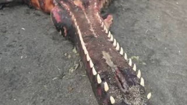 鲸鱼村的秘密 #纪录片 #科普