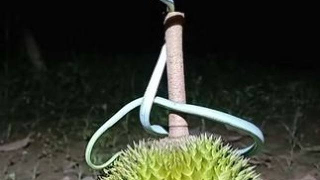 这个榴莲还能要吗 #抖音看世界 #神奇动物在抖音 #国外视频分享 #奇妙的动物 #榴莲