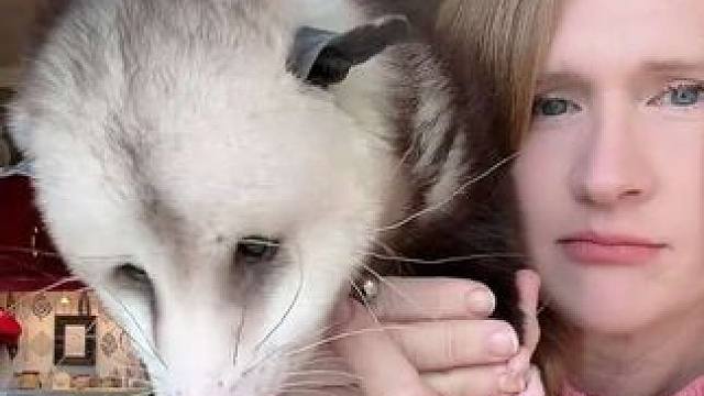 美女的宠物负鼠 #抖音看世界 #神奇动物在抖音 #国外视频分享 #奇妙的动物 #宠物