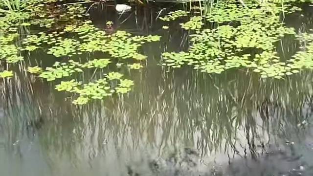 #户外捕鱼大队 #捕鱼河边随拍 #捕捞现场  #丝网捕鱼