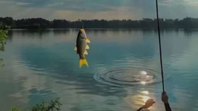 中年人的解压方式#钓鱼人 #户外 #鱼 #休闲 #美景