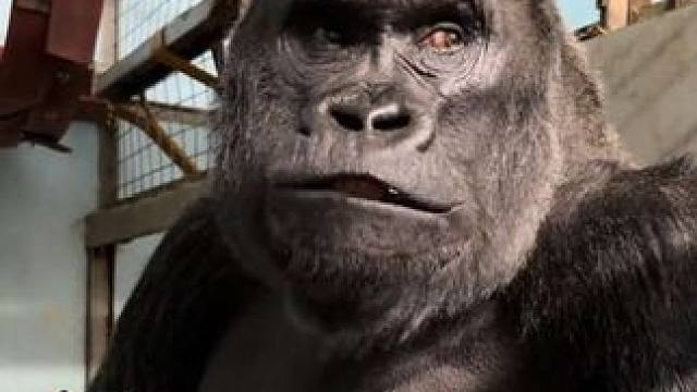 银背大猩猩吃茄子 #抖音看世界 #神奇动物在抖音 #国外视频分享 #奇妙的动物 #野生动物保护