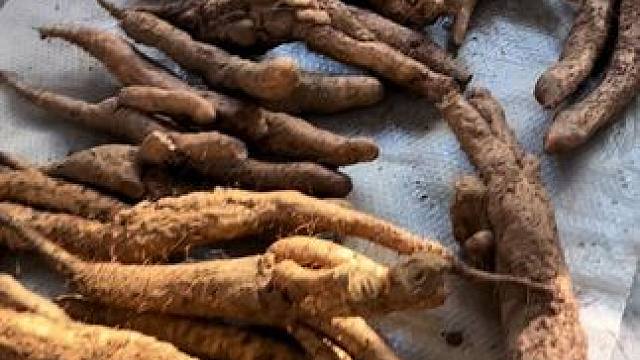 你们猜我今年能当成千万富婆吗？ #野生山药 #野生山药纯天然 #野生山药王 #上热搜 #创作人计划