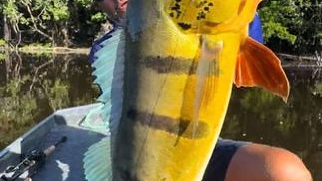 这条孔雀鲈又大又漂亮 #抖音看世界 #神奇动物在抖音 #国外视频分享 #好大一条鱼 #钓鱼