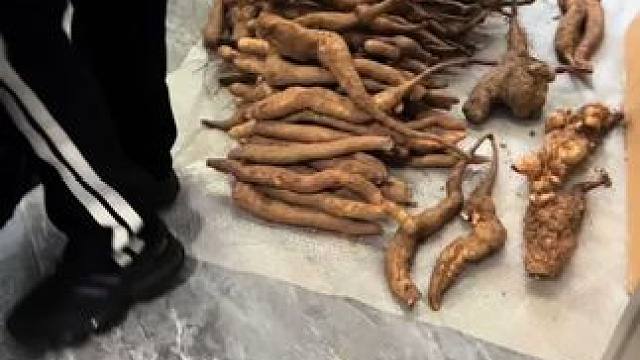 一百多斤野生山药发往上海大城市！