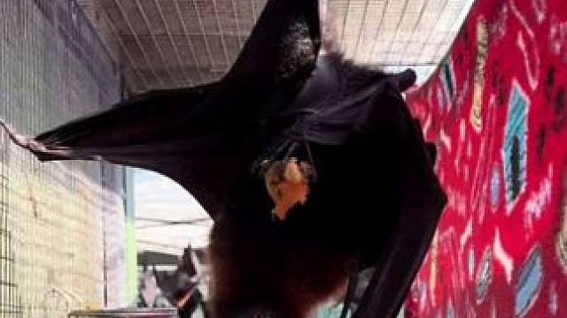 宠物果蝠吃哈密瓜 #抖音玩法合伙人计划 #全抖音寻找玩法合伙人 #神奇动物在抖音 #宠物