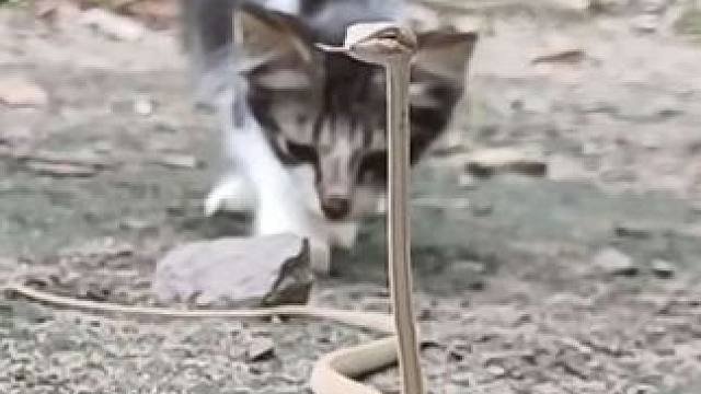 猫咪喜欢玩绳子 #抖音看世界 #神奇动物在抖音 #国外视频分享 #奇妙的动物 #宠物