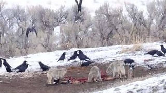 狼群大快朵颐 #抖音看世界 #神奇动物在抖音 #国外视频分享 #奇妙的动物 #野生动物零距离