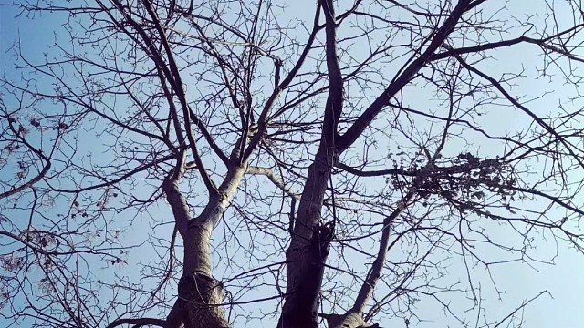 是否能像一棵树一样坚毅又盎然